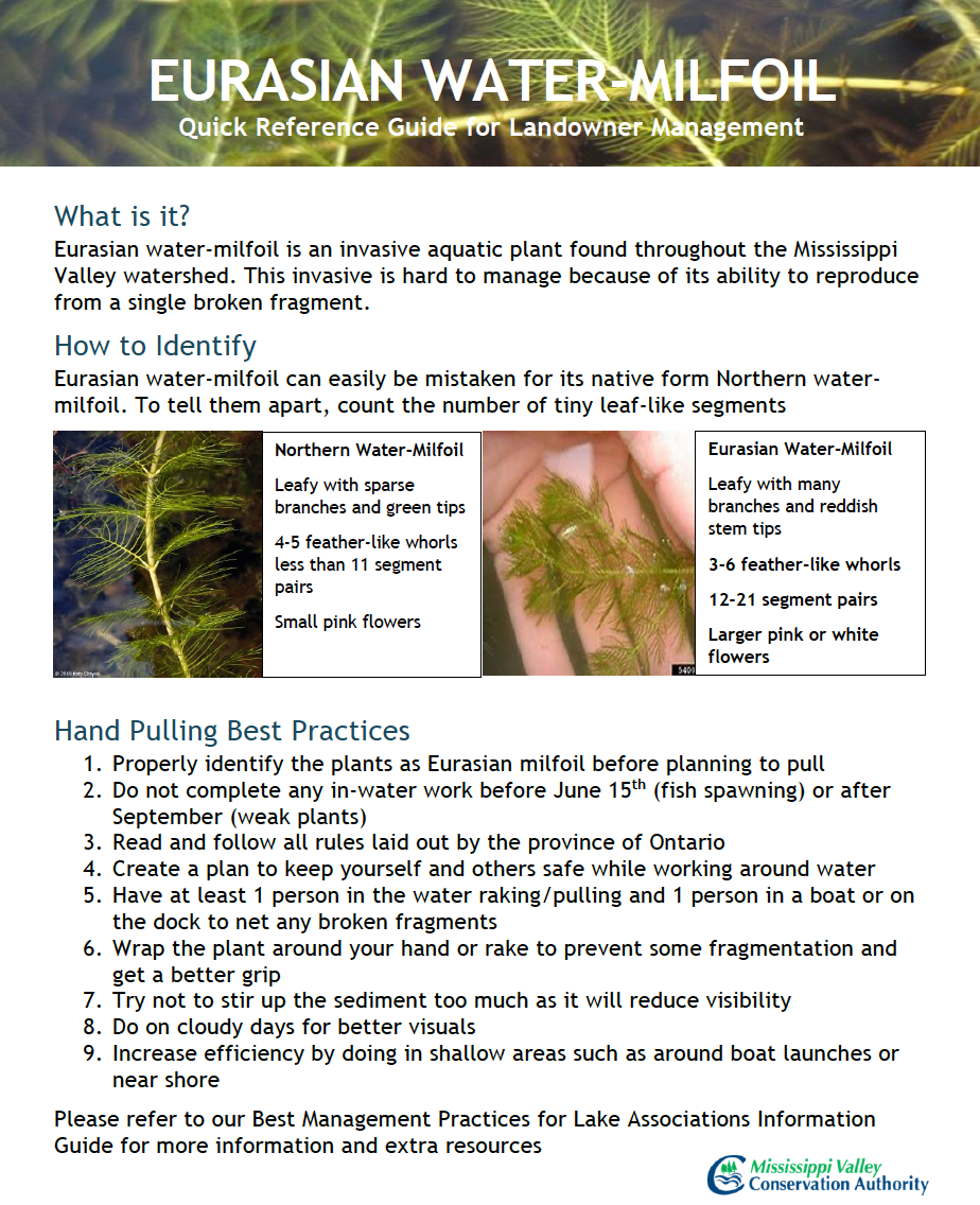 Eurasian Milfoil Quick Reference Guide (hand pulling)